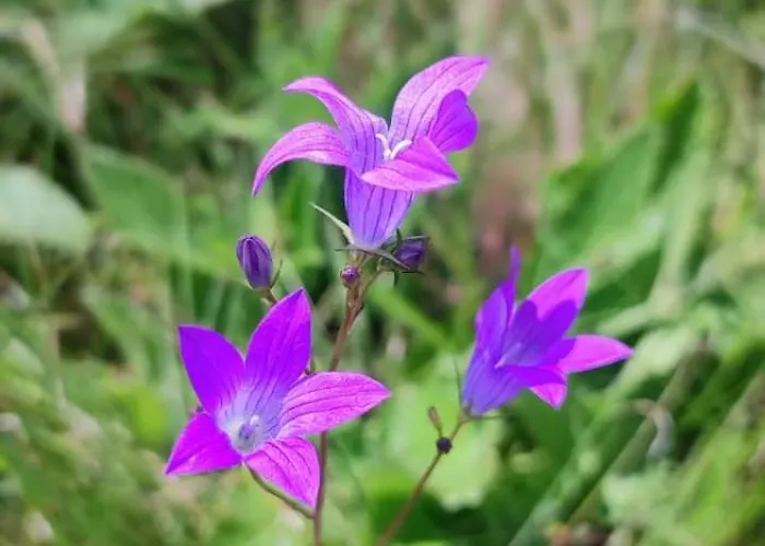 Domek letniskowy Chutor Grzegorza *