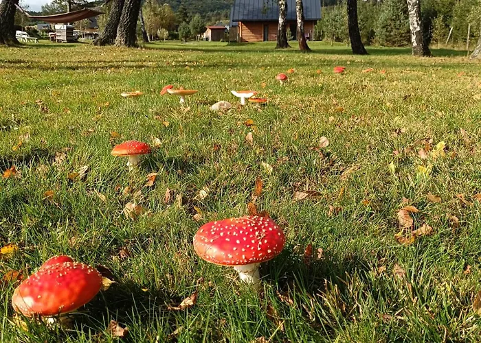 Chutor Grzegorza Domek letniskowy *