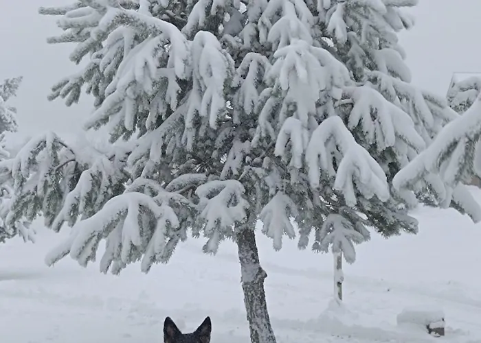 Chutor Grzegorza بيت خشبي *